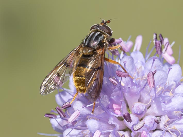 Ferdinandea cuprea female.jpg